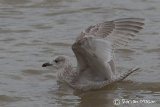 Kumlien's Gull