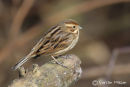 Reed Bunting