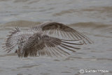 Kumlien's Gull