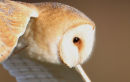 Barn Owl