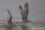 Kumlien's Gull