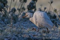Cattle Egret