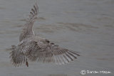 Kumlien's Gull