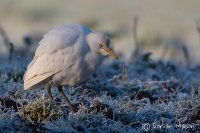 Cattle Egret