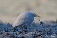 Cattle Egret