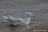 Glaucous Gull