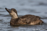 Common Scoter