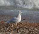 Glaucous Gull