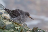 Purple Sandpiper