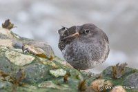 Purple Sandpiper