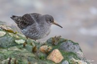 Purple Sandpiper