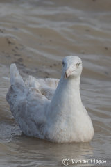 Glaucous Gull