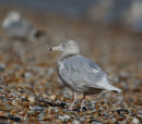 Glaucous Gull