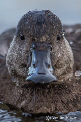 Common Scoter