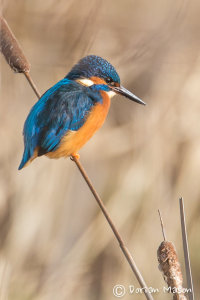 Kingfisher