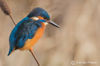 Kingfisher