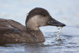 Common Scoter