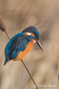 Kingfisher