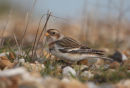 Snow Bunting