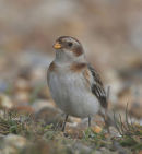 Snow Bunting