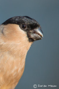 Bullfinch