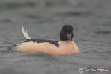 Goosander