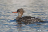 Red-breasted Merganser