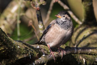 Rose coloured Starling