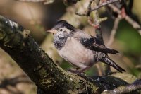 Rose coloured Starling