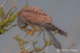 Kestrel