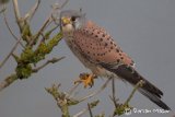 Kestrel