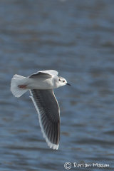 Little Gull