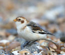 Snow Bunting