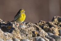 Serin