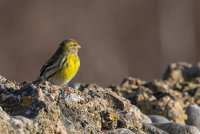 Serin