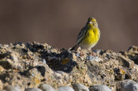 Serin
