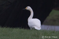 Bewick Swan