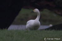 Bewick Swan