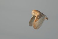Barn Owl