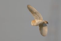 Barn Owl