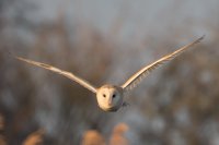 Barn Owl