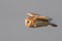 Barn Owl