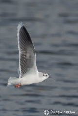 Little Gull