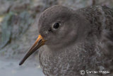 Purple Sandpiper