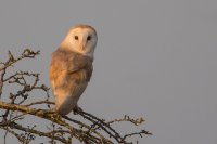 Barn Owl