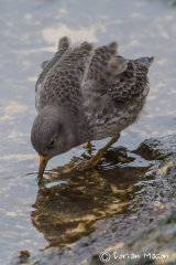 Purple Sandpiper