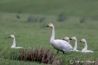 Bewick's Swan