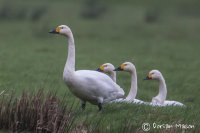 Bewick Swan