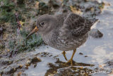 Purple Sandpiper