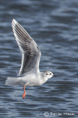 Little Gull